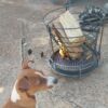 BonFire