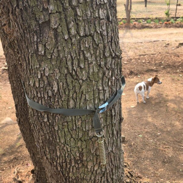 Tree Anchor