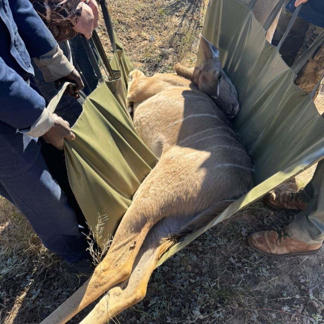 Game Carrier